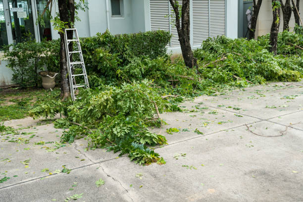 Why Choose Our Tree Removal Services in Waianae, HI?